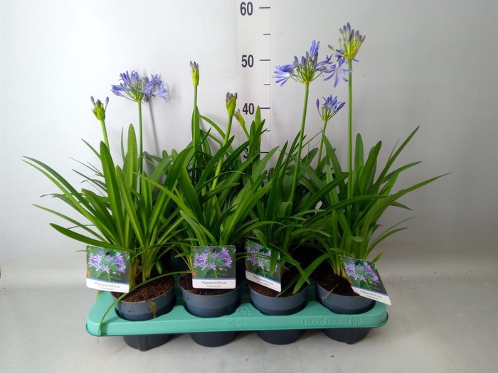 <h4>Agapanthus  'Charlotte'</h4>