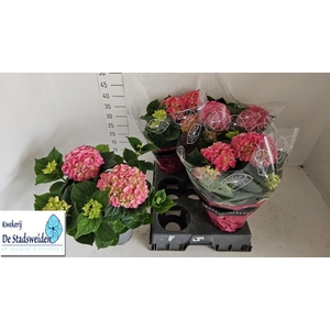 HYDR M SCHONE BAUTZN