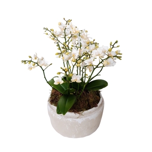 Arr.   Kamerplant Groen H%