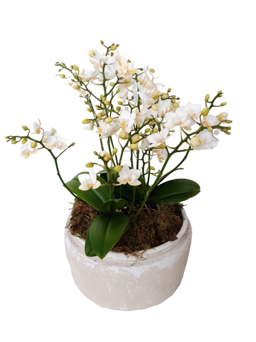 <h4>Arr.   Kamerplant Groen H%</h4>
