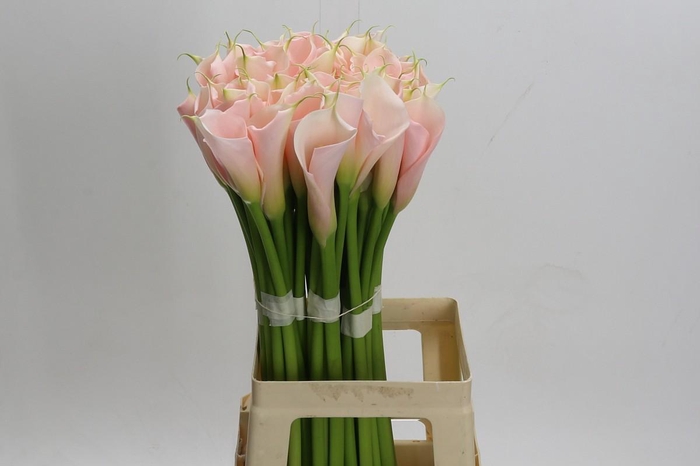 <h4>Zantedeschia Eydolls Salmon</h4>