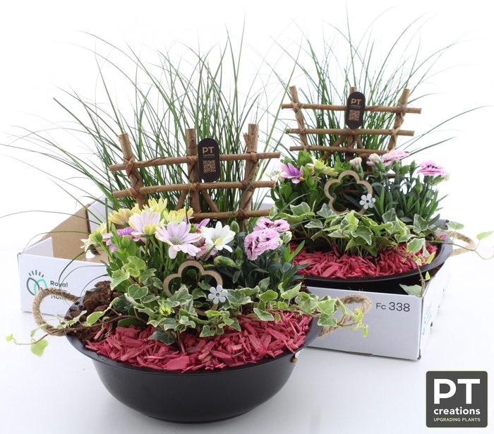 <h4>ARR TUINPLANTEN</h4>