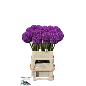 Allium Ambassador
