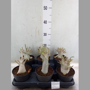 Adenium NB 'Ansu Baobab'
