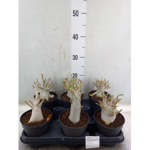 Adenium NB 'Ansu Baobab'