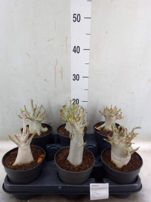 <h4>Adenium NB 'Ansu Baobab'</h4>