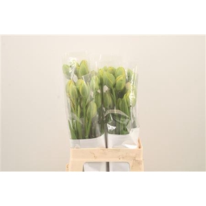 Tu Fr Du Princes Unique