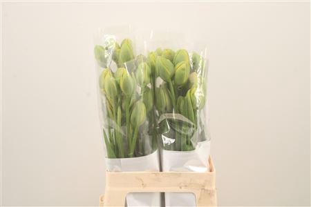 <h4>Tu Fr Du Princes Unique</h4>