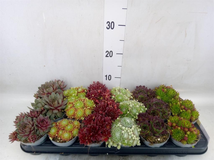 <h4>Sempervivum   ...</h4>