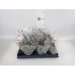 Ceropegia woodii ssp. woodii