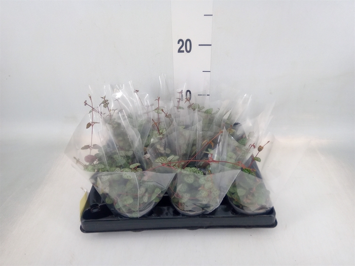<h4>Ceropegia woodii ssp. woodii</h4>