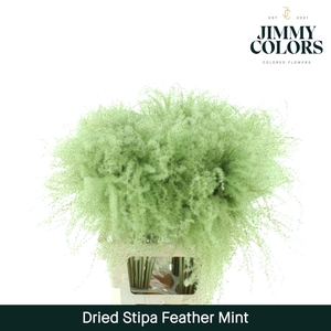 Dried Stipa Feather Mint