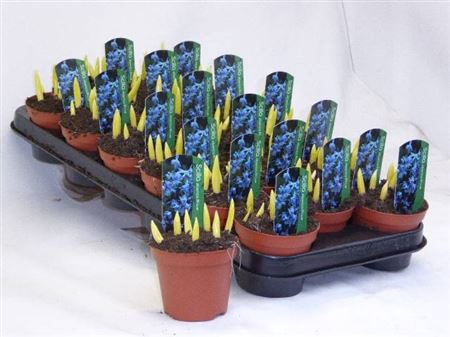 <h4>Scilla Blauw X12</h4>