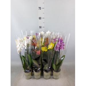 Phalaenopsis   ...mix