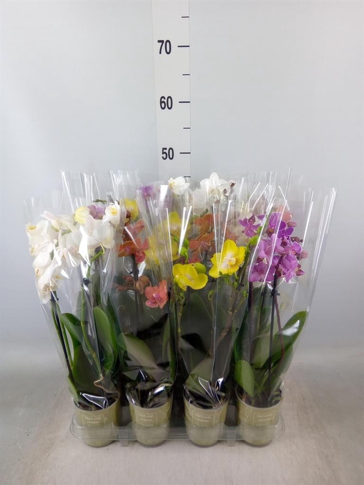 <h4>Phalaenopsis   ...mix</h4>