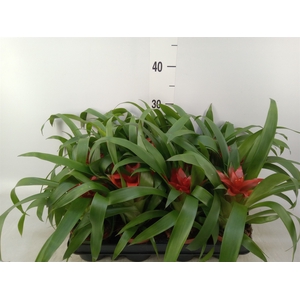 Guzmania  'Blitz'
