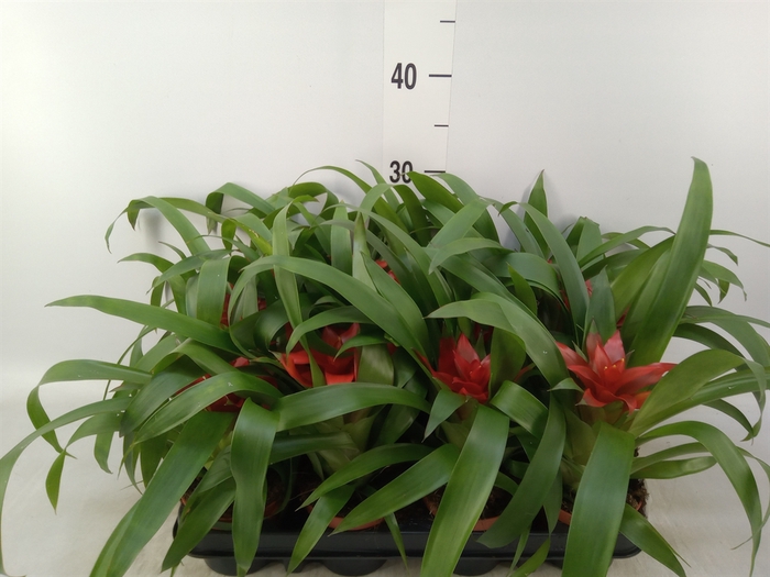 <h4>Guzmania  'Blitz'</h4>