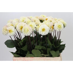 Dahlia Margriet Wit