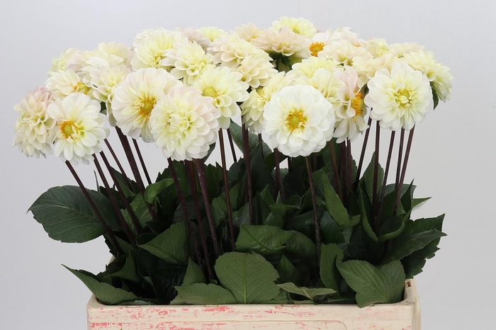 <h4>Dahlia Margriet Wit</h4>