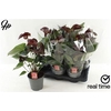 Anthu Fl Tranquillo 3-4+ P17