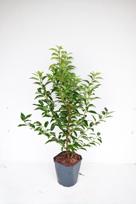 <h4>Prunus lusitanica 'Angustifolia' 80-90 cm c5 haag</h4>