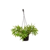 COLUMNEA HIRTA P15