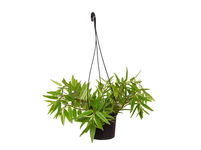 <h4>COLUMNEA HIRTA P15</h4>