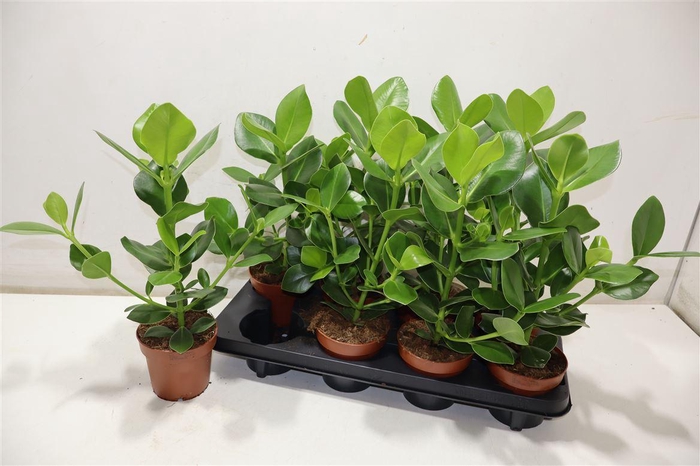 <h4>Clu Ro Princess</h4>