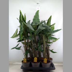 Alocasia   ...