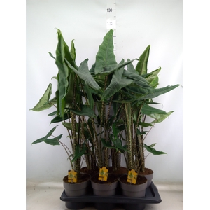 Alocasia   ...