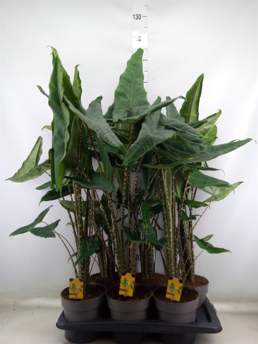 <h4>Alocasia   ...</h4>