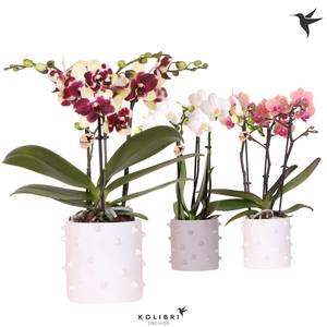 Kolibri Orchids Phalaenopsis mix 3 spike in Spike pot mix
