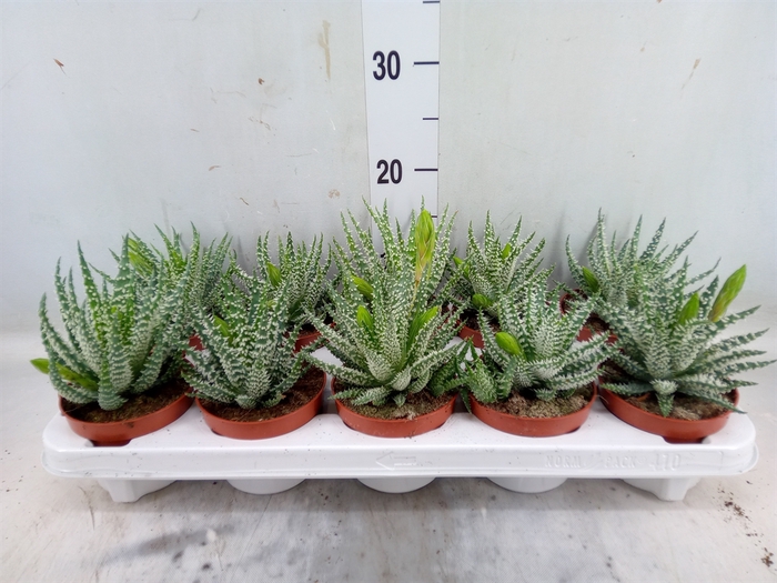 <h4>Aloe humilis</h4>