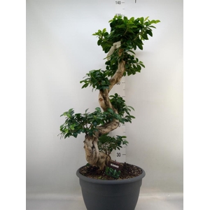 Ficus microcarpa 'Ginseng'