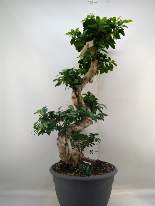<h4>Ficus microcarpa 'Ginseng'</h4>
