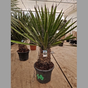 YUCCA GLORIOSA