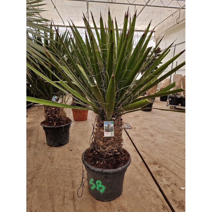 <h4>YUCCA GLORIOSA</h4>