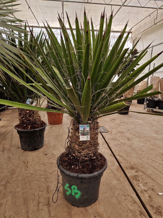 <h4>YUCCA GLORIOSA</h4>