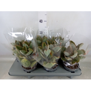 Kalanchoe NF beharensis