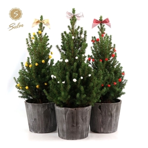 Picea gl. 'December'® P19 in Wood + Deco Sensation Mix + Bow Mix