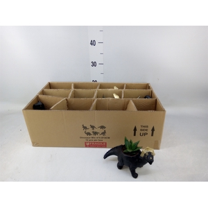 Arr.  Succulents L%