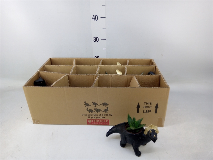 <h4>Arr.  Succulents L%</h4>