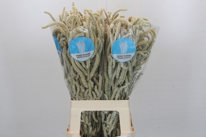 <h4>Amaranthus Yearming Desert</h4>