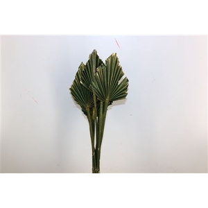 Dried Palm Spear 10pc Olive Gold Bunch