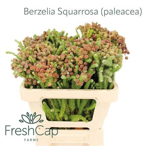 Berzelia Squarrosa (paleacea)