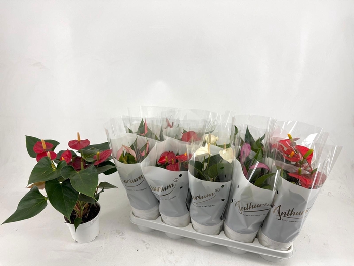 <h4>ANTHU AN GEM 4 KL</h4>