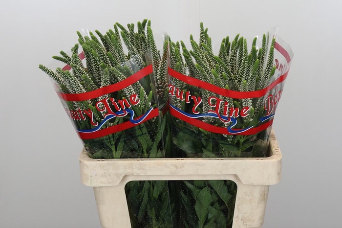 <h4>Veronica Skyler White</h4>