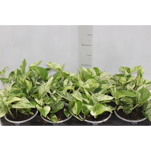 JIBOIA BRANCO C13 PENDENTE