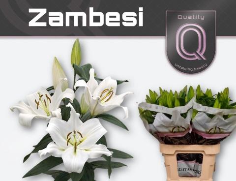 <h4>LI OT ZAMBESI</h4>