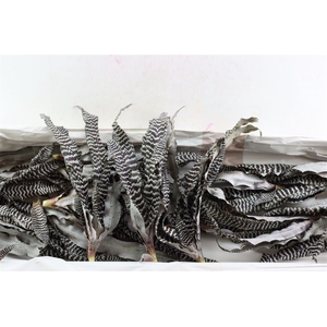 Cryptan Tigerinus Black